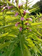 Imagem de Lobelia bridgesii Hook. & Arn.