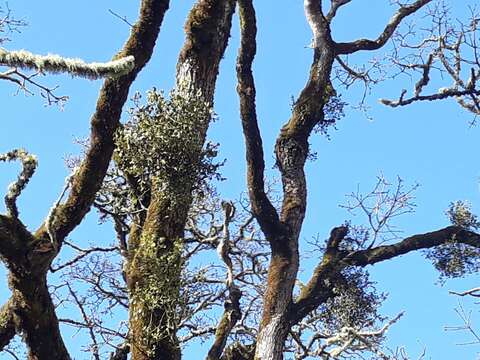 Image of Christmas mistletoe