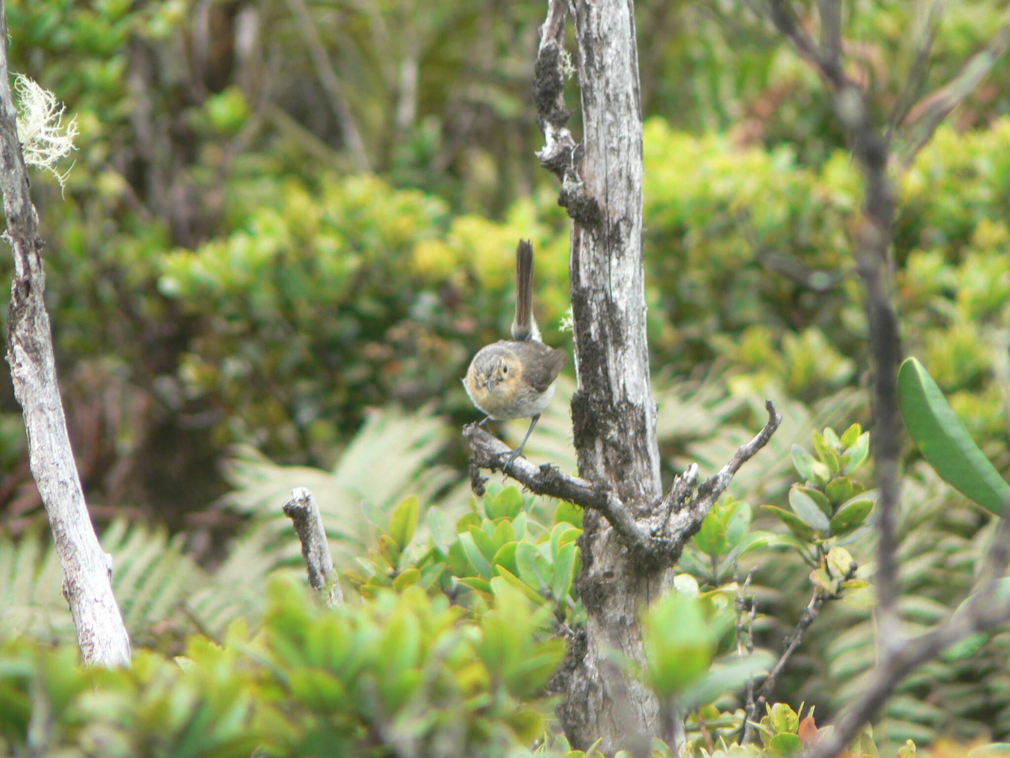 Image of Kaua`i `Elepaio