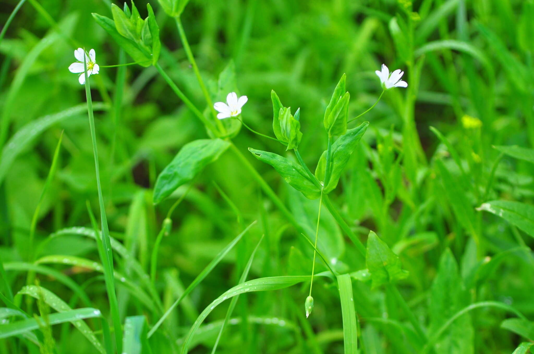 Image of Cerastium davuricum Fischer