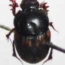 Image of Onthophagus suffusus Klug 1855