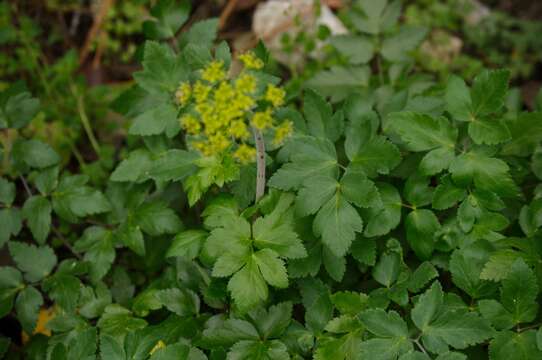 Imagem de Arracacia atropurpurea (Lehm.) Benth. & Hook. fil. ex Hemsl.