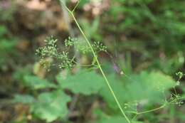 Image of Bupleurum longiradiatum Turcz.