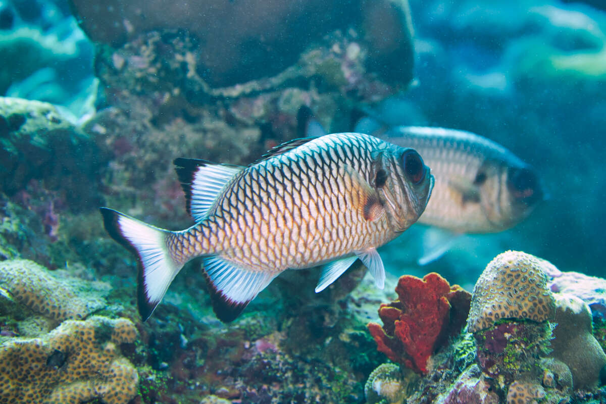 Image of Blackfin Soldierfish