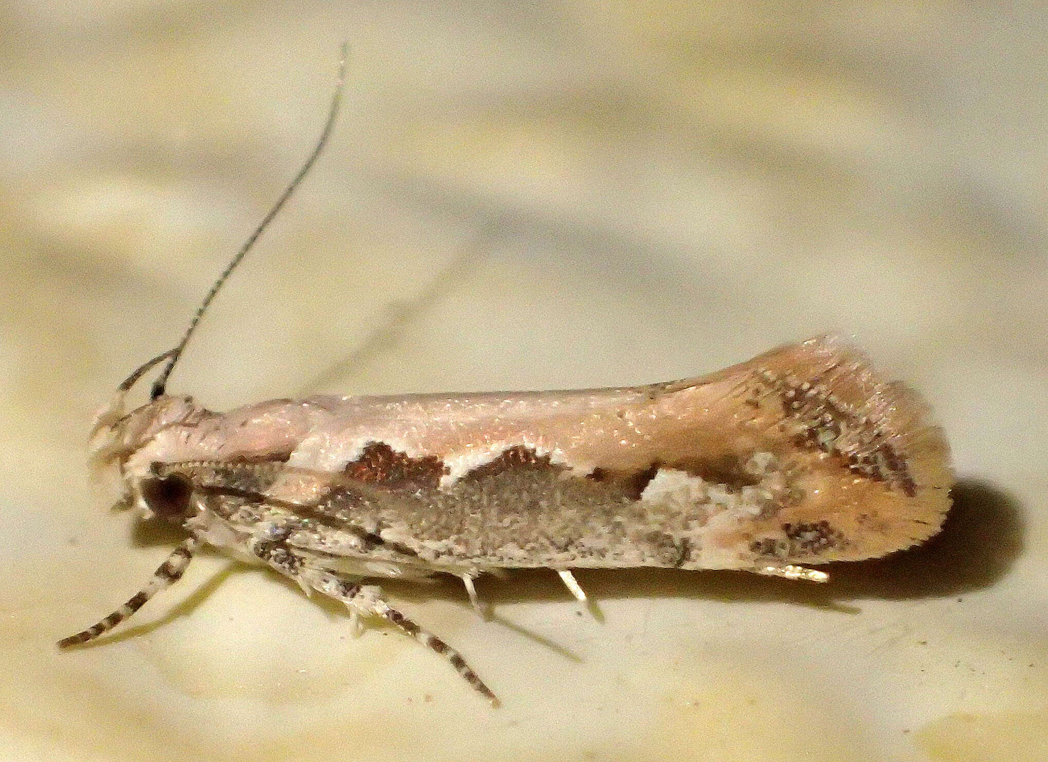 Image of Moth