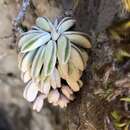 صورة Peperomia asperula P. C. Hutchison & Rauh