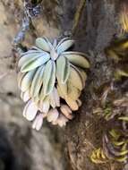 Image of Peperomia asperula P. C. Hutchison & Rauh