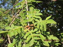 Image de Bursera palmeri S. Wats.