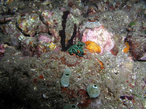 Image of Dusky green spot orange gill black slug