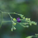 Image of Isodon trichocarpus (Maxim.) Kudô