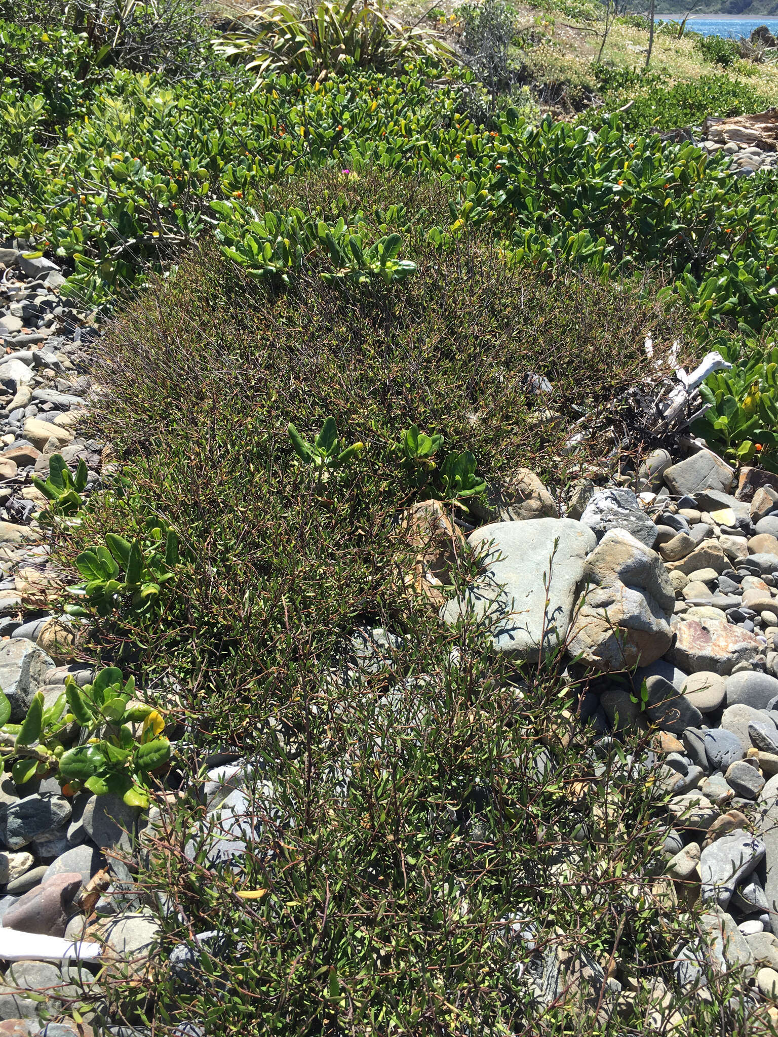 Image of Plagianthus divaricatus Forst.