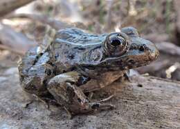 Image of Lowland Leopard Frog