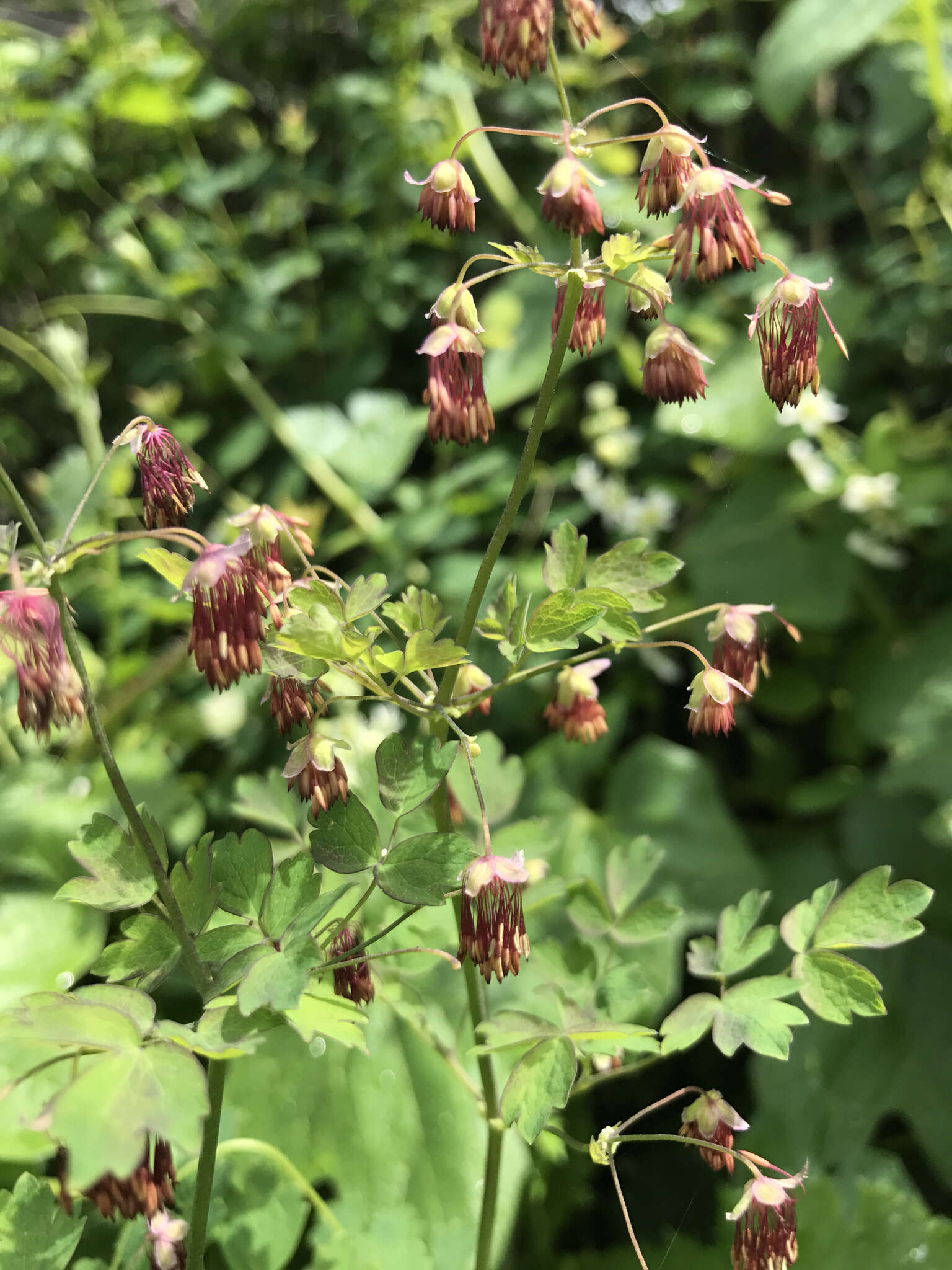 Image of Fendler's meadow-rue