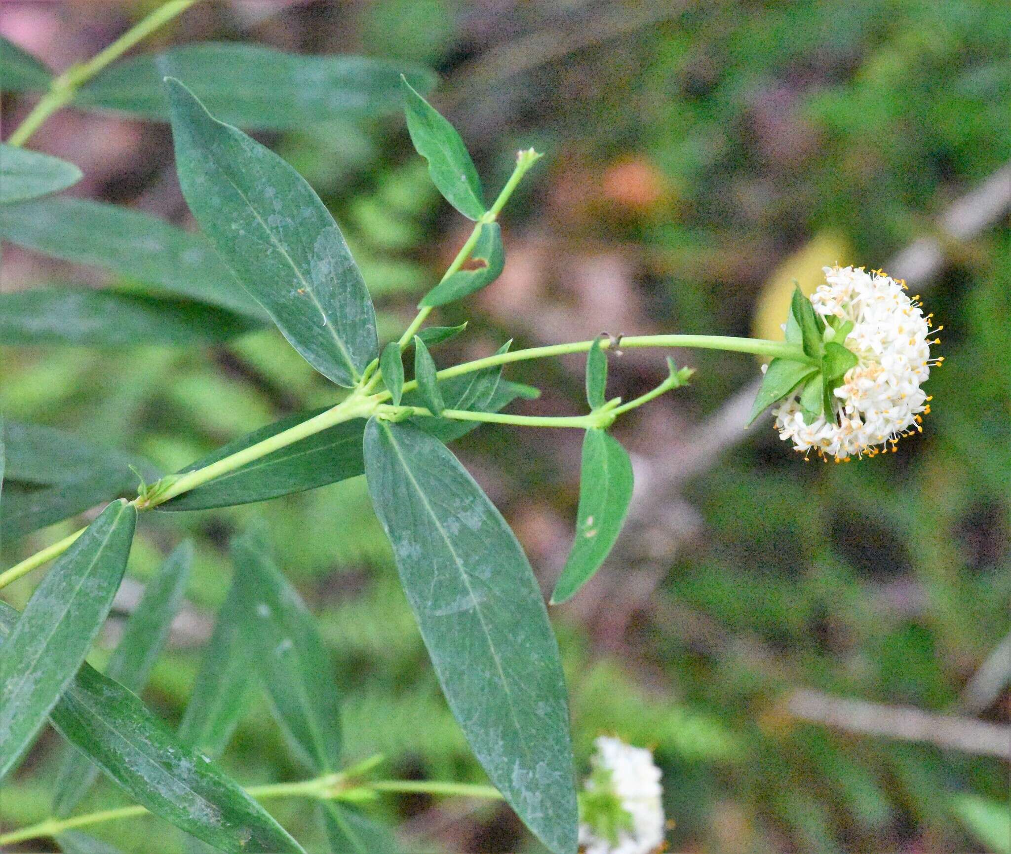 Image of Pimelea ligustrina subsp. hypericina (Hook.) Threlfall