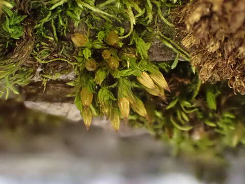 Image of orthotrichum moss