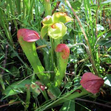 Image of Hooded Pitcherplant