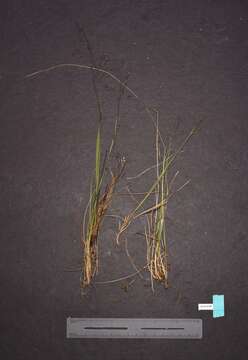 Imagem de Agrostis idahoensis Nash