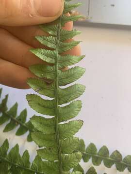 Image of Austroblechnum aggregatum (Colenso) Gasper & V. A. O. Dittrich