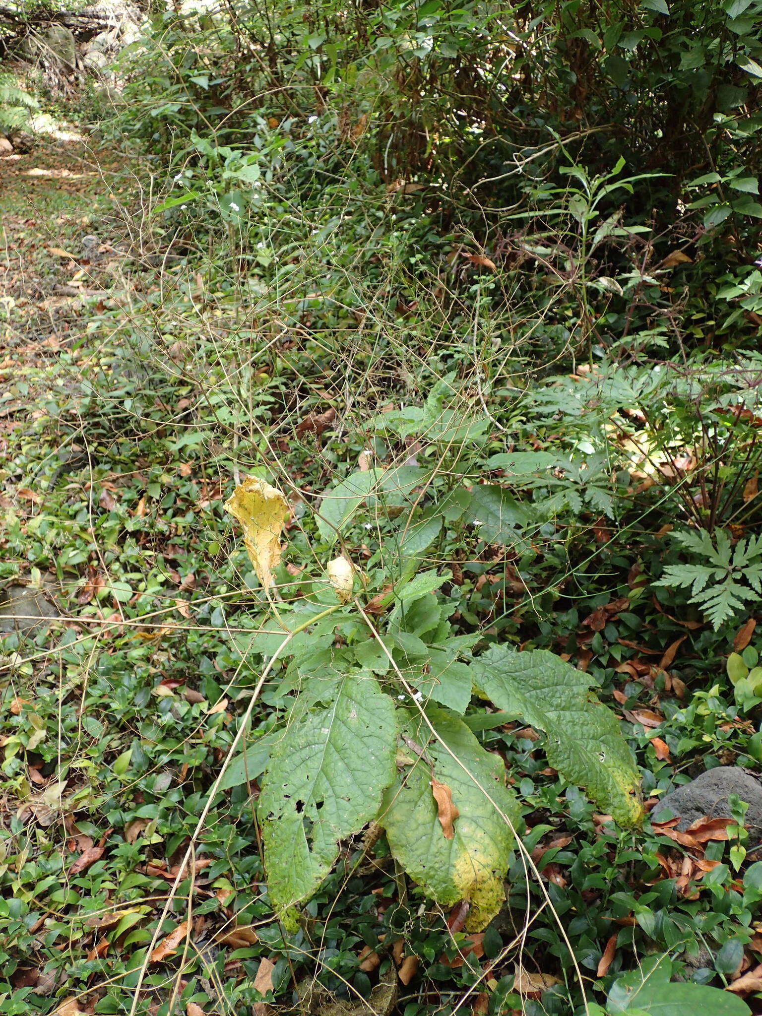 Image of Crambe santosii Bramwell