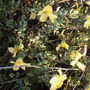 Image of Roepera debilis (Cham.) Beier & Thulin