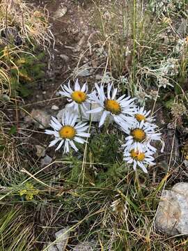 Plancia ëd Tanacetum pulchrum (Ledeb.) Sch. Bip.