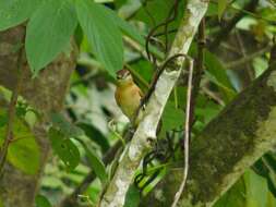 Plancia ëd Pachyramphus cinnamomeus Lawrence 1861