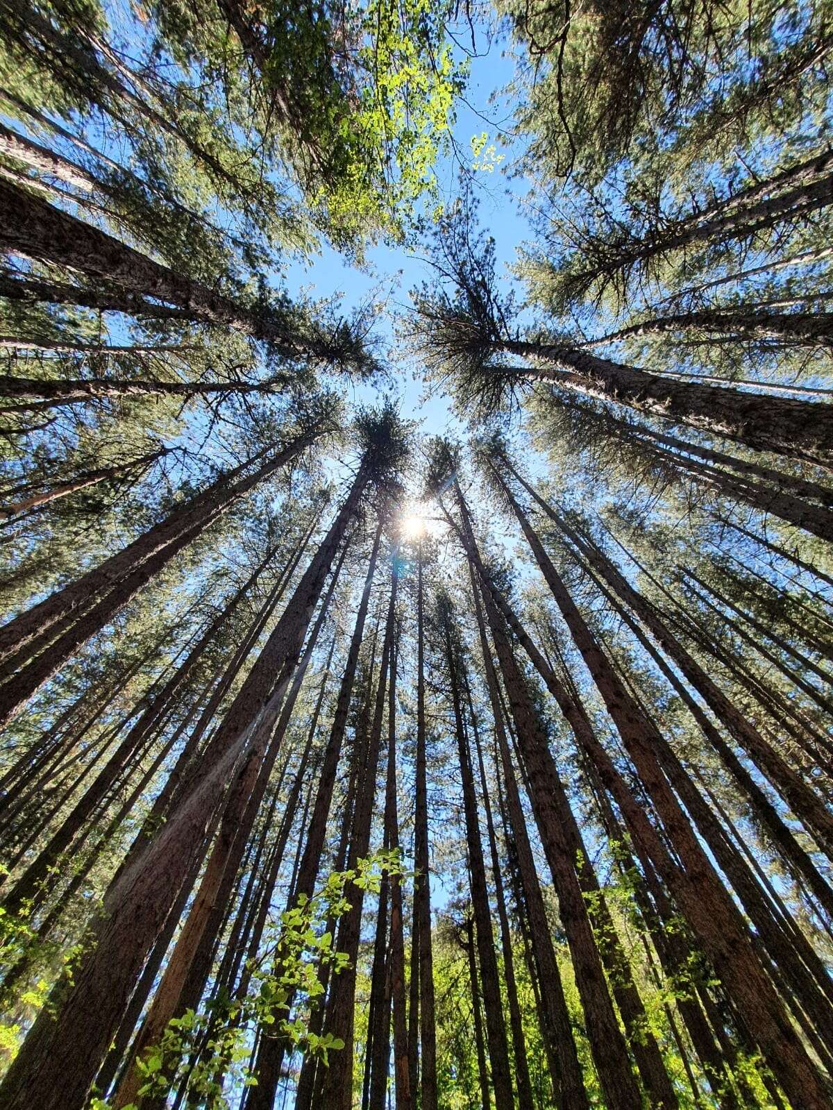 Imagem de Pinus nigra subsp. laricio (Poir.) Maire