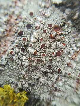 Image de Lecanora hybocarpa (Tuck.) Brodo