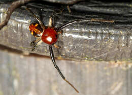 Image of Brown Flower Spider