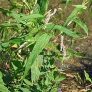 Image of Dock-Leaf Smartweed