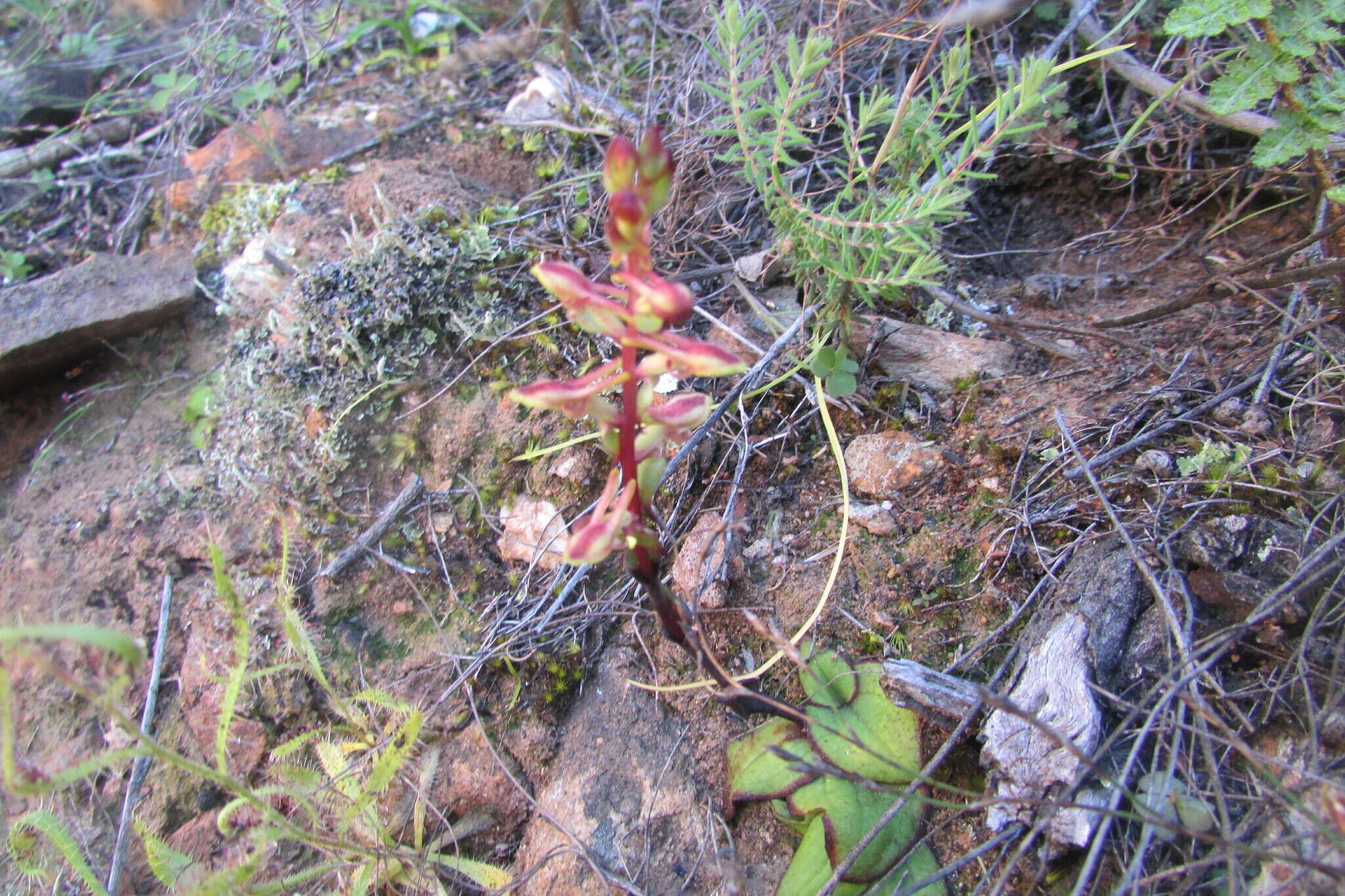 Satyrium pygmaeum Sond. resmi