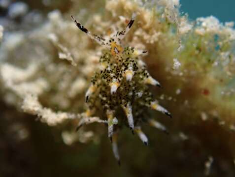 Imagem de Costasiella ocellifera (Simroth 1895)