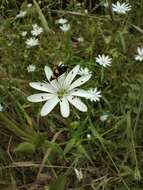 Image of Stellaria angustifolia Hook.