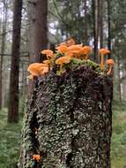 Image of Chrysomphalina aurantiaca (Peck) Redhead 1987