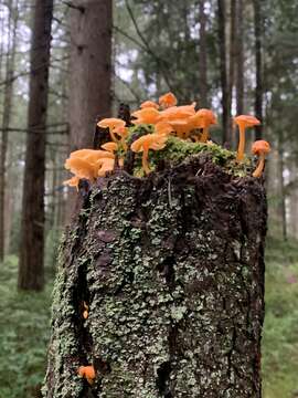 Image of Chrysomphalina aurantiaca (Peck) Redhead 1987