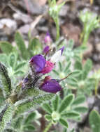 Image of bajada lupine