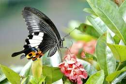 Image of Papilio iswara White 1842