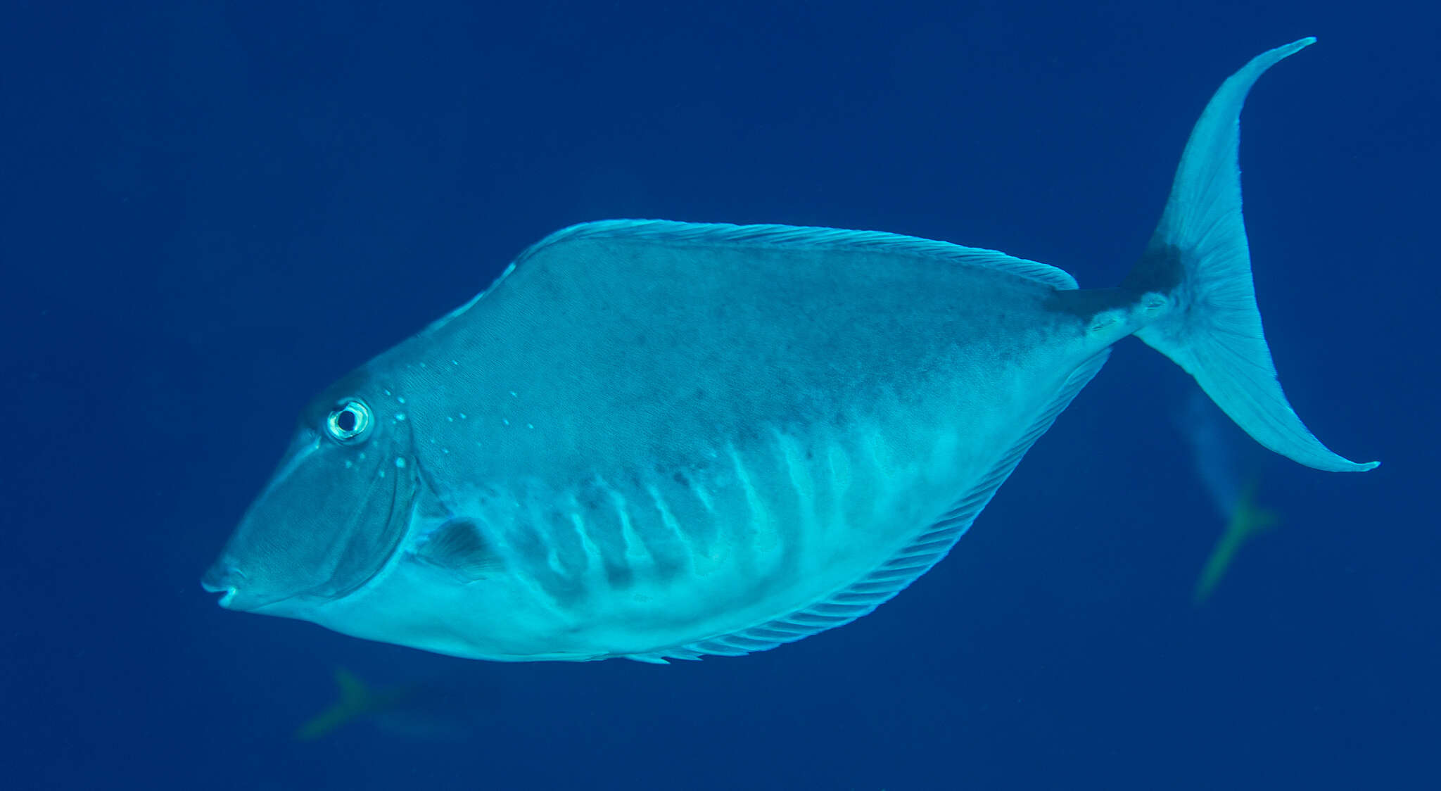 Image of Humpback Unicornfish