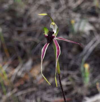 Caladenia verrucosa G. W. Carr resmi