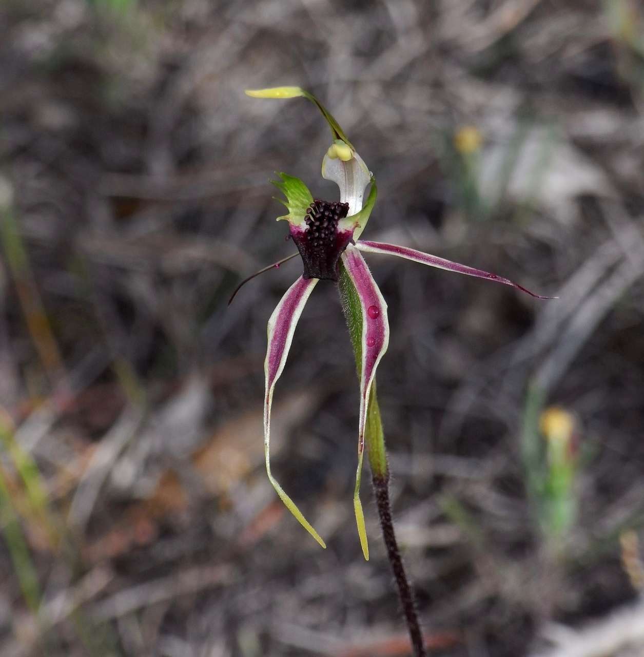 Image of Mallee spider orchid