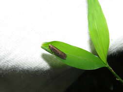 Image of Eyeringed Chionodes Moth