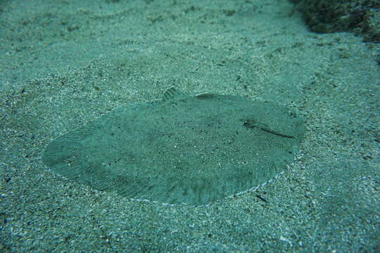 Image of Black sole