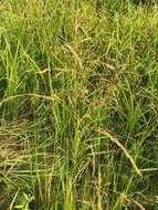 Image of Mackenzie Valley Manna Grass