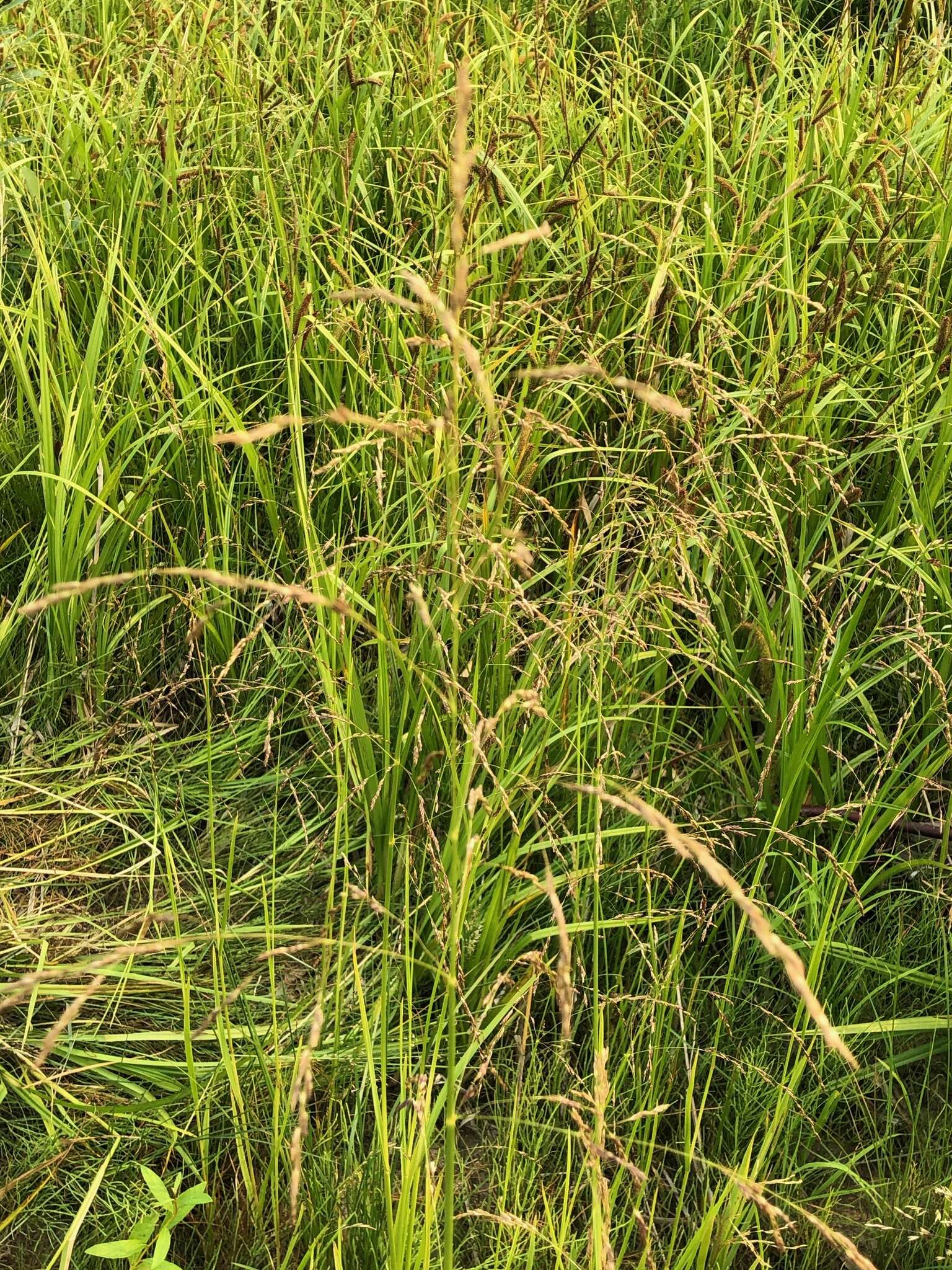 Image of Mackenzie Valley Manna Grass