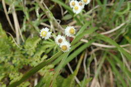 Image of Mount Yushan Pearly Everlasting