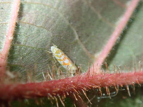 Image of Leafhopper