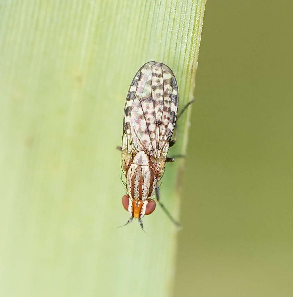 Image of Sapromyza mallochiana Evenhuis & Okadome 1989