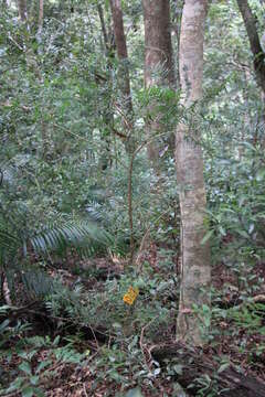 Image of Keteleeria davidiana var. formosana (Hayata) Hayata