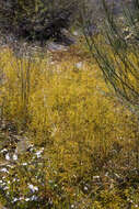 Image of Drosera gigantea Lindl.