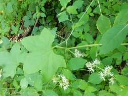 Image of Balsam-apple